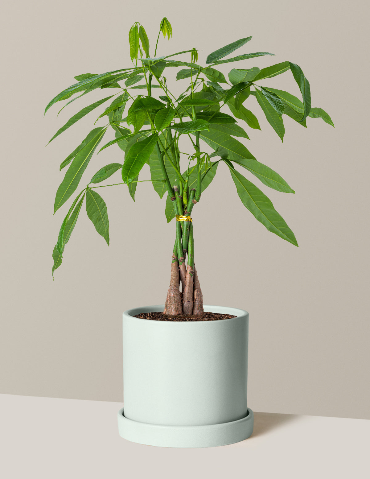 Money Tree Plant