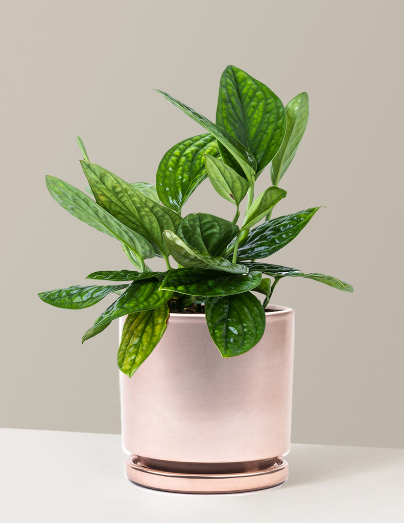 How to care for a Monstera Peru