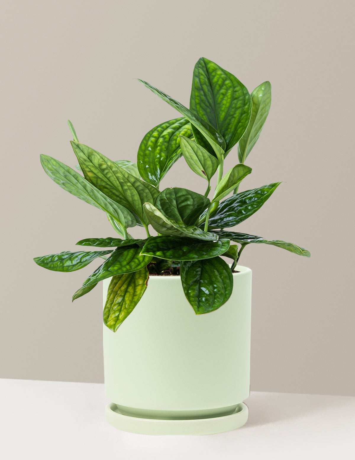 bundle | Medium | Isabella | Sage
