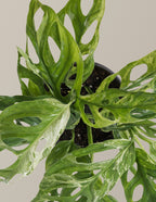 Monstera Adansonii Mint
