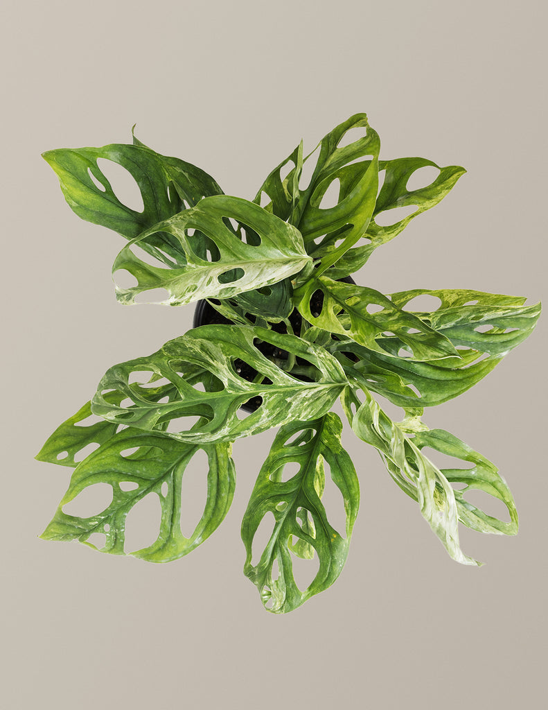 How to care for a Monstera Adansonii Mint