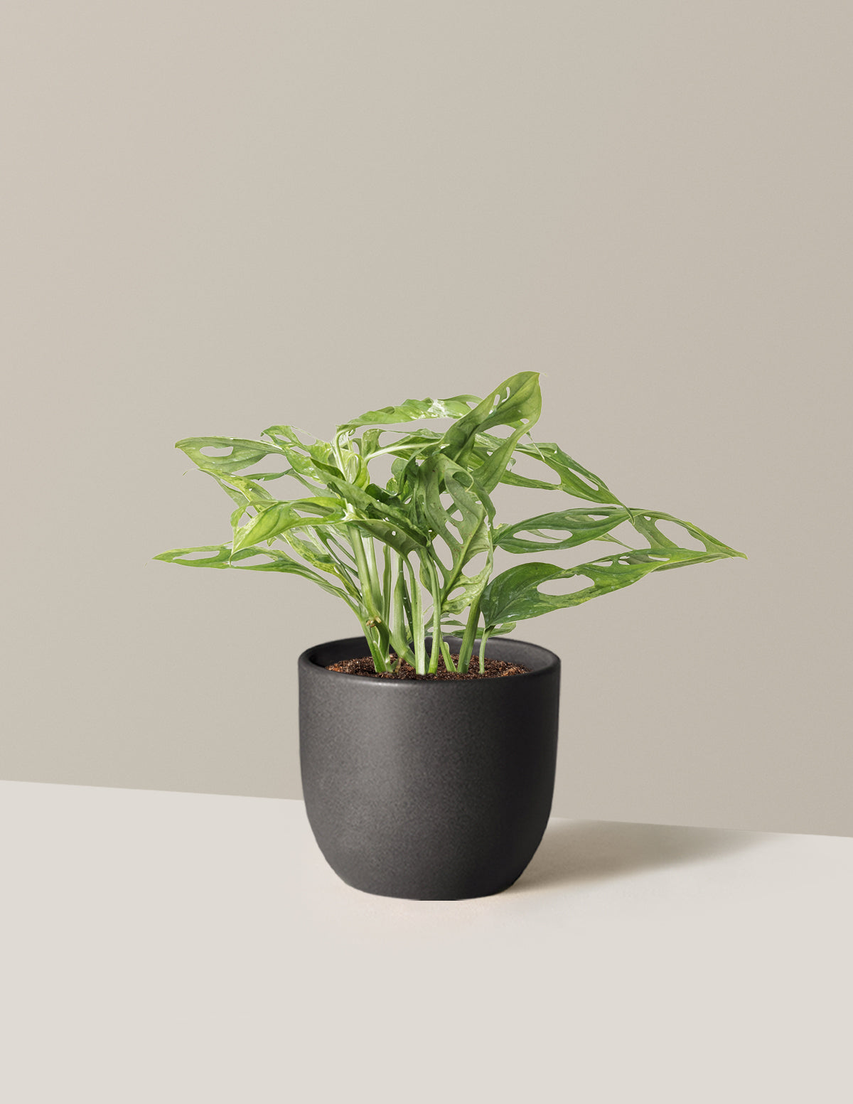 Monstera Adansonii Mint