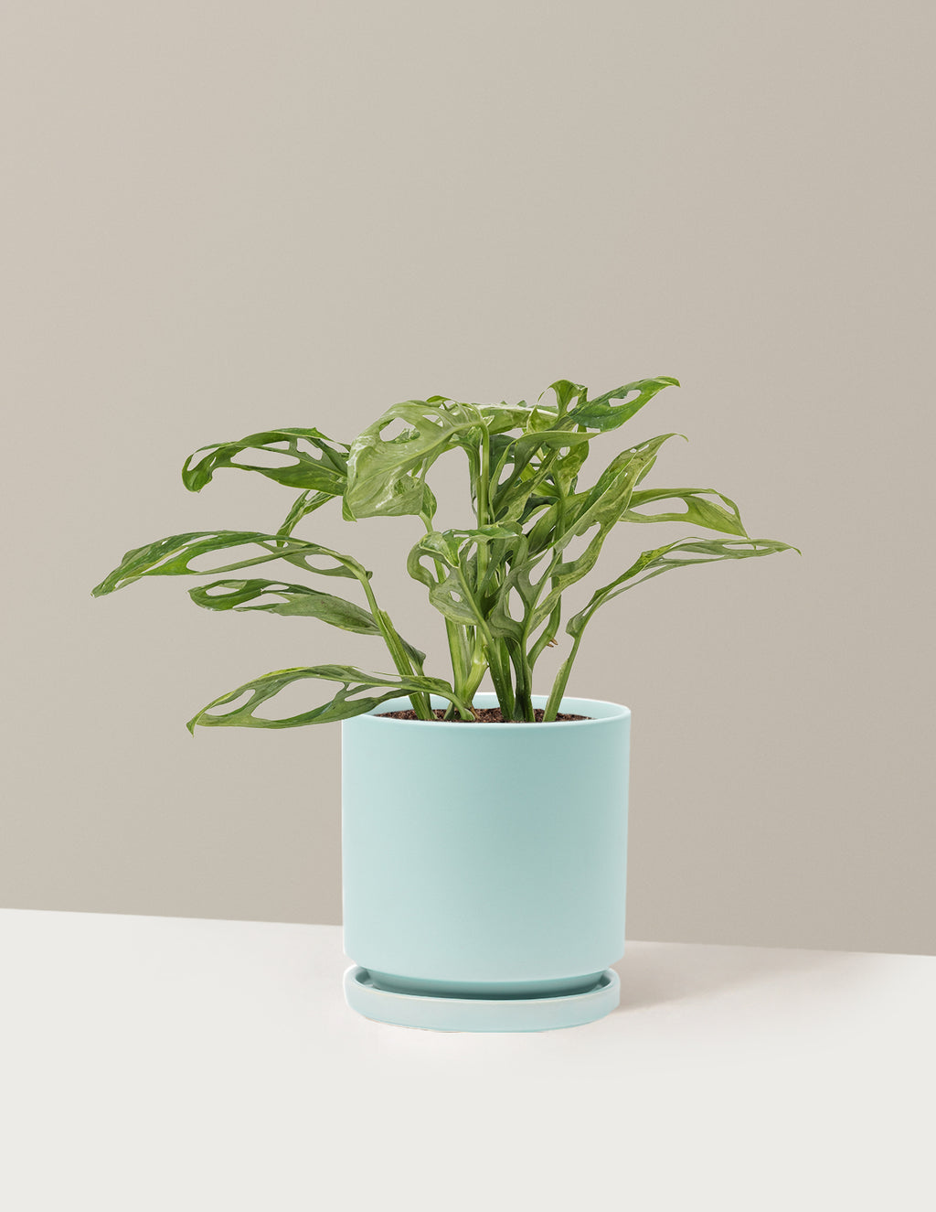 Monstera Adansonii Mint