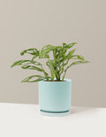 Monstera Adansonii Mint