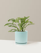 Monstera Adansonii Mint