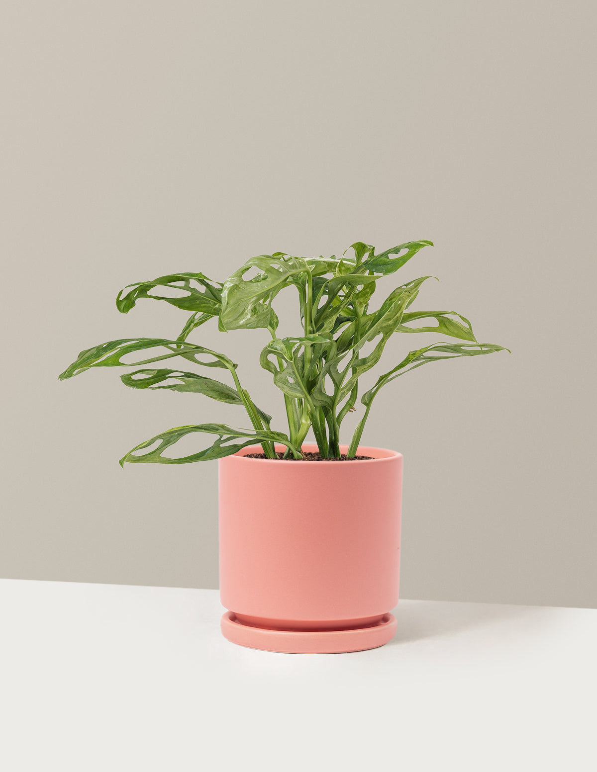 Monstera Adansonii Mint