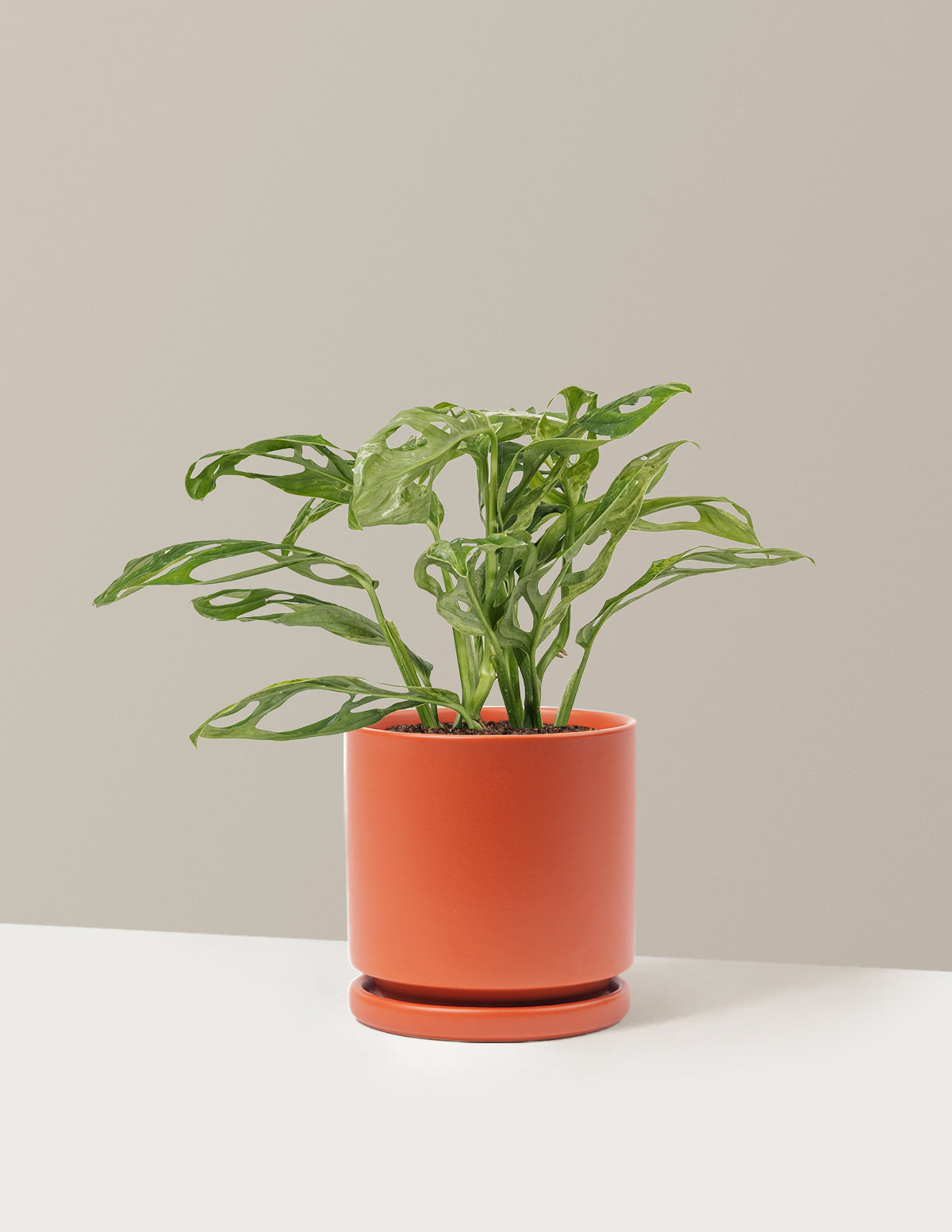 Monstera Adansonii Mint