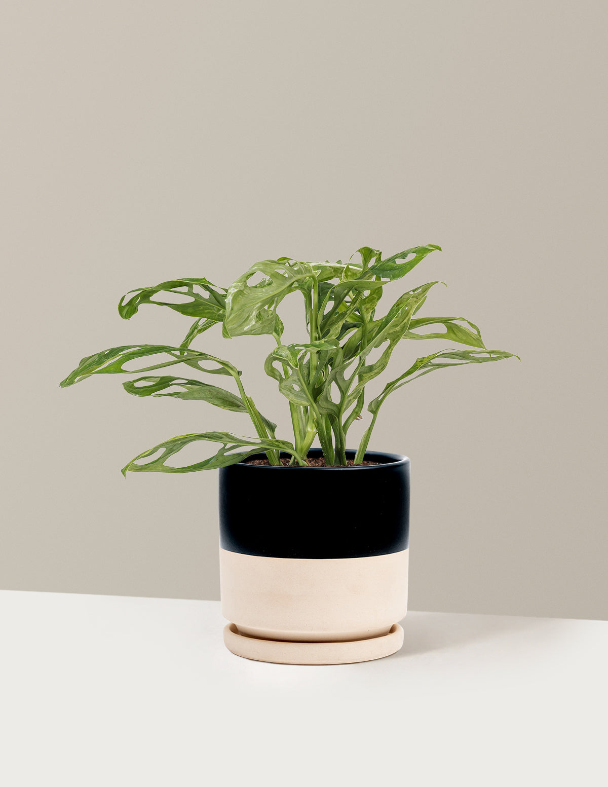 Monstera Adansonii Mint