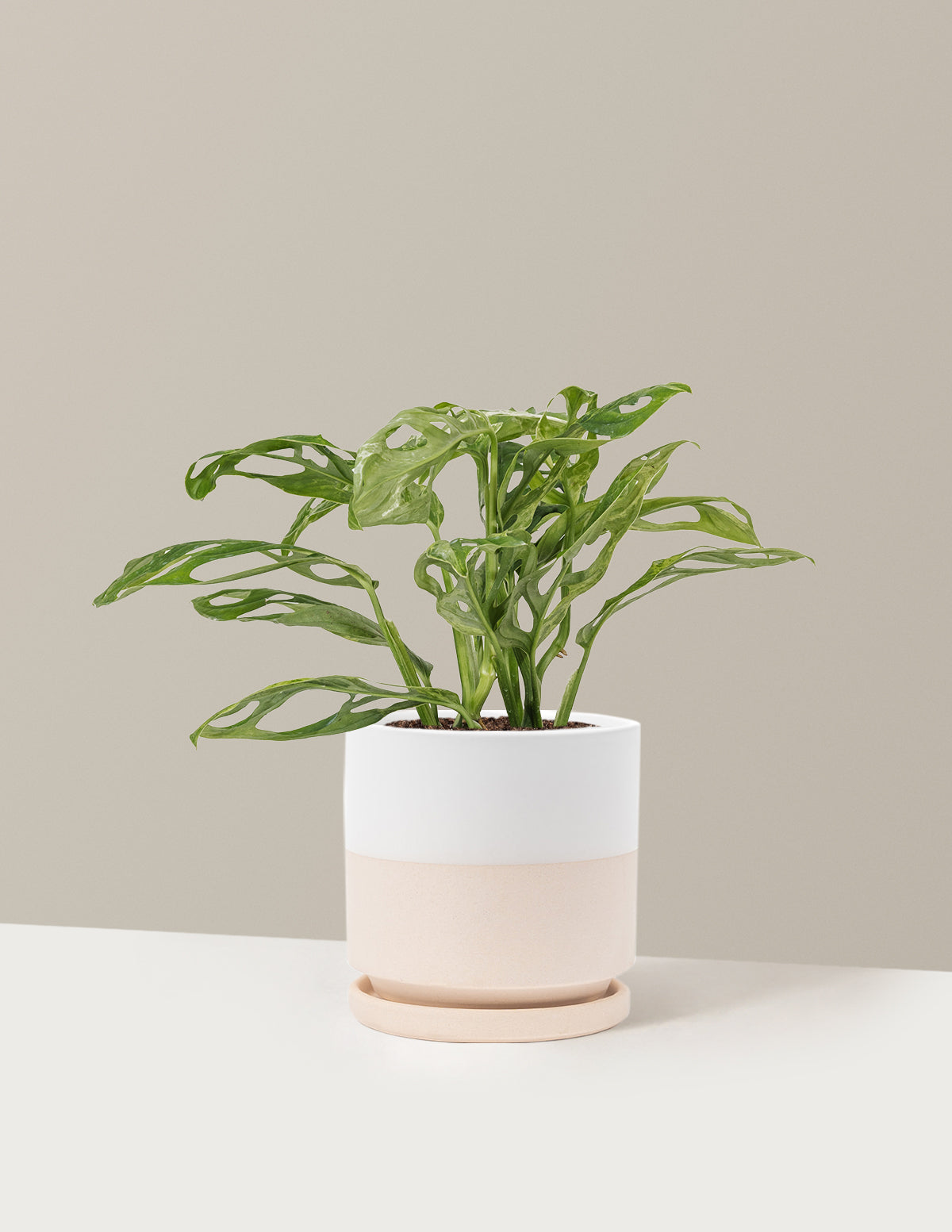 Monstera Adansonii Mint