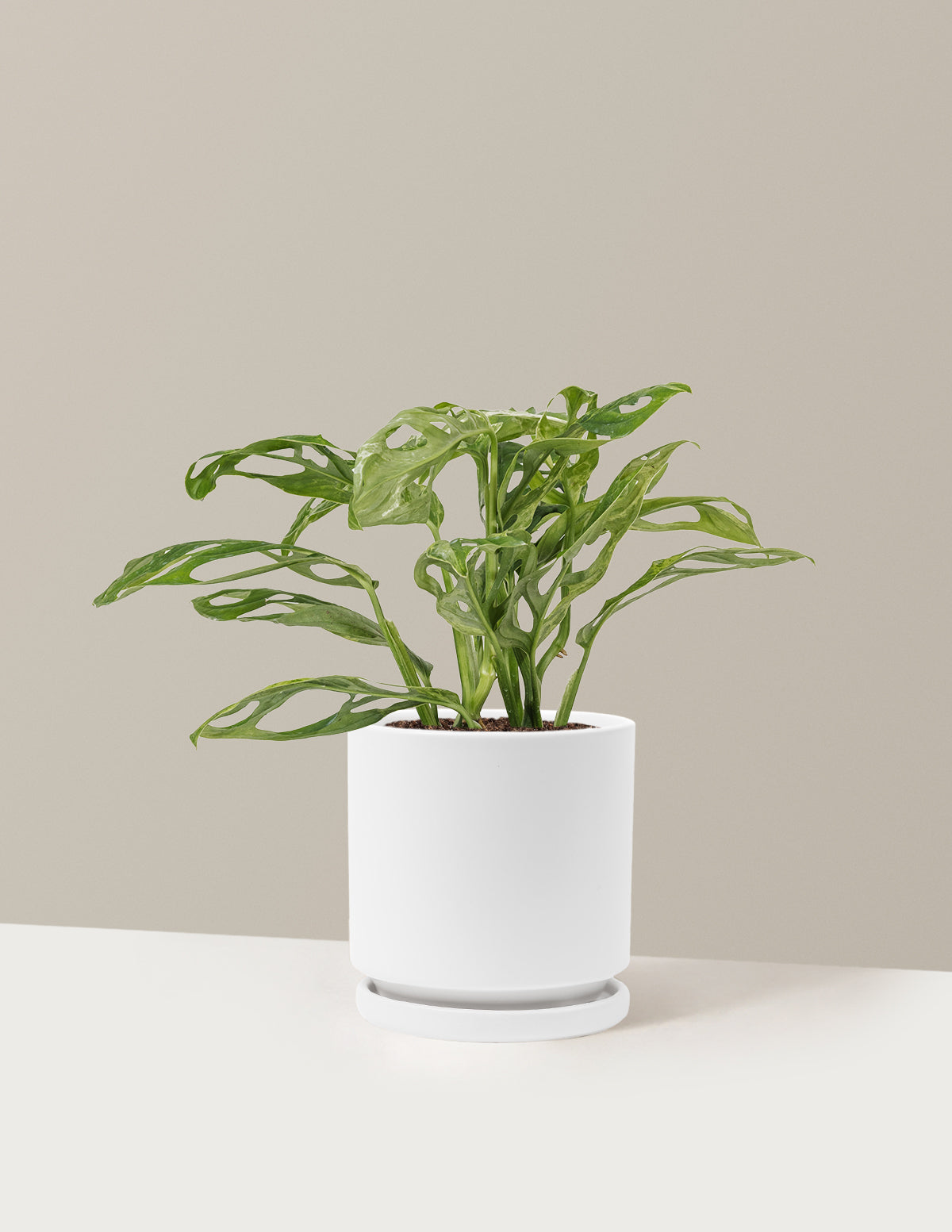 Monstera Adansonii Mint