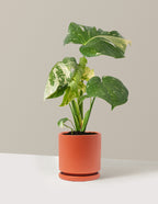 bundle | Medium | Isabella | Rust