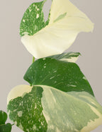 Monstera Thai Constellation