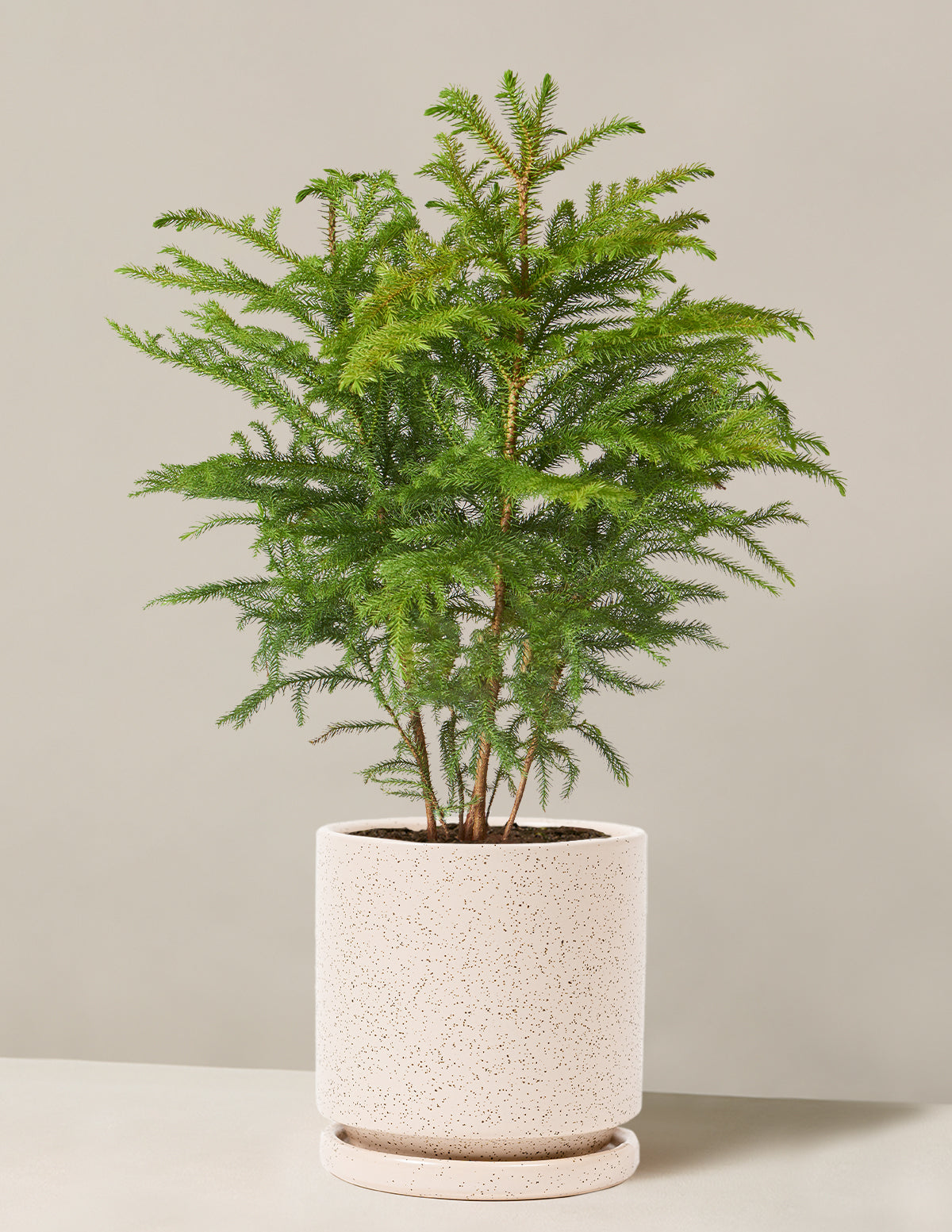 bundle | Medium | Isabella | White Sesame