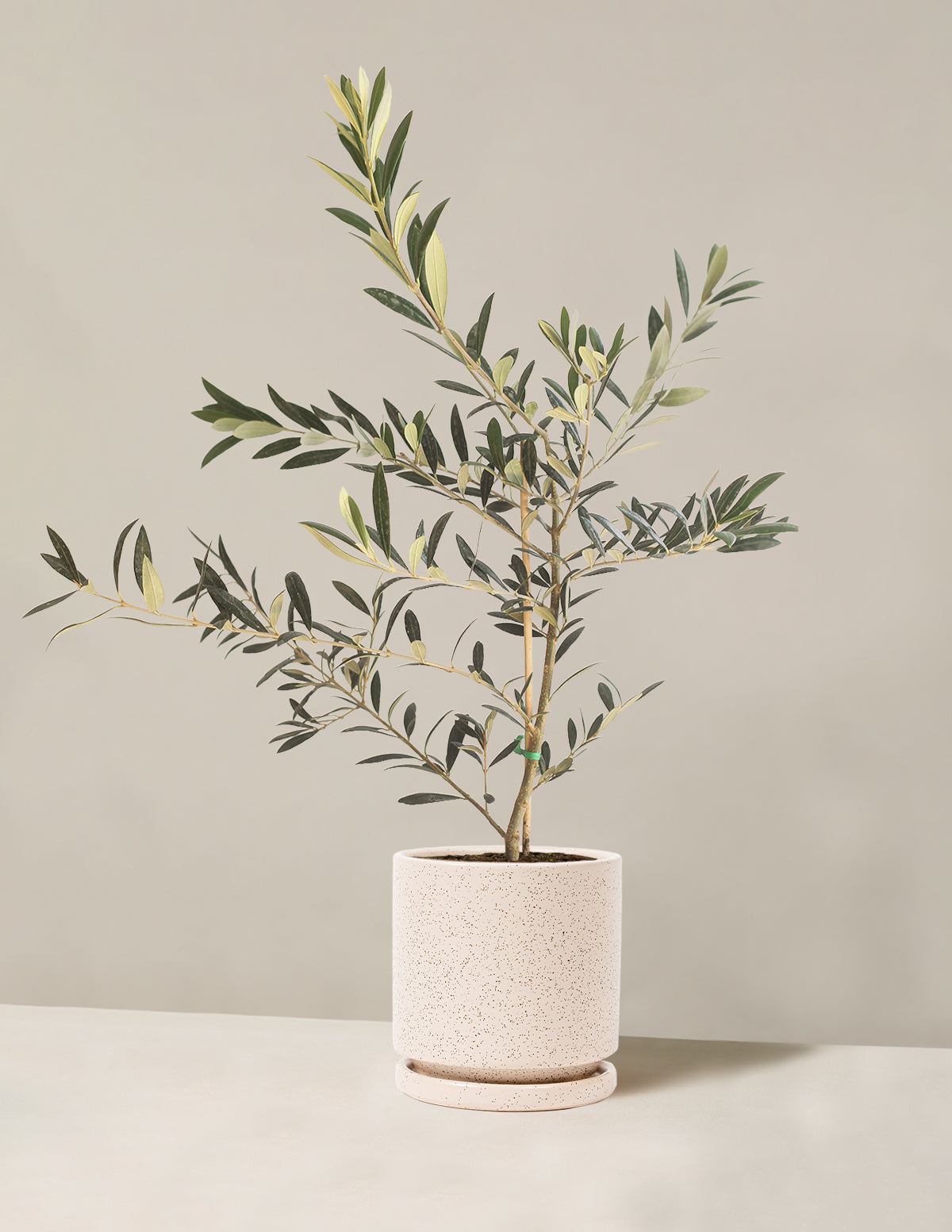 bundle | Medium | Isabella | White Sesame