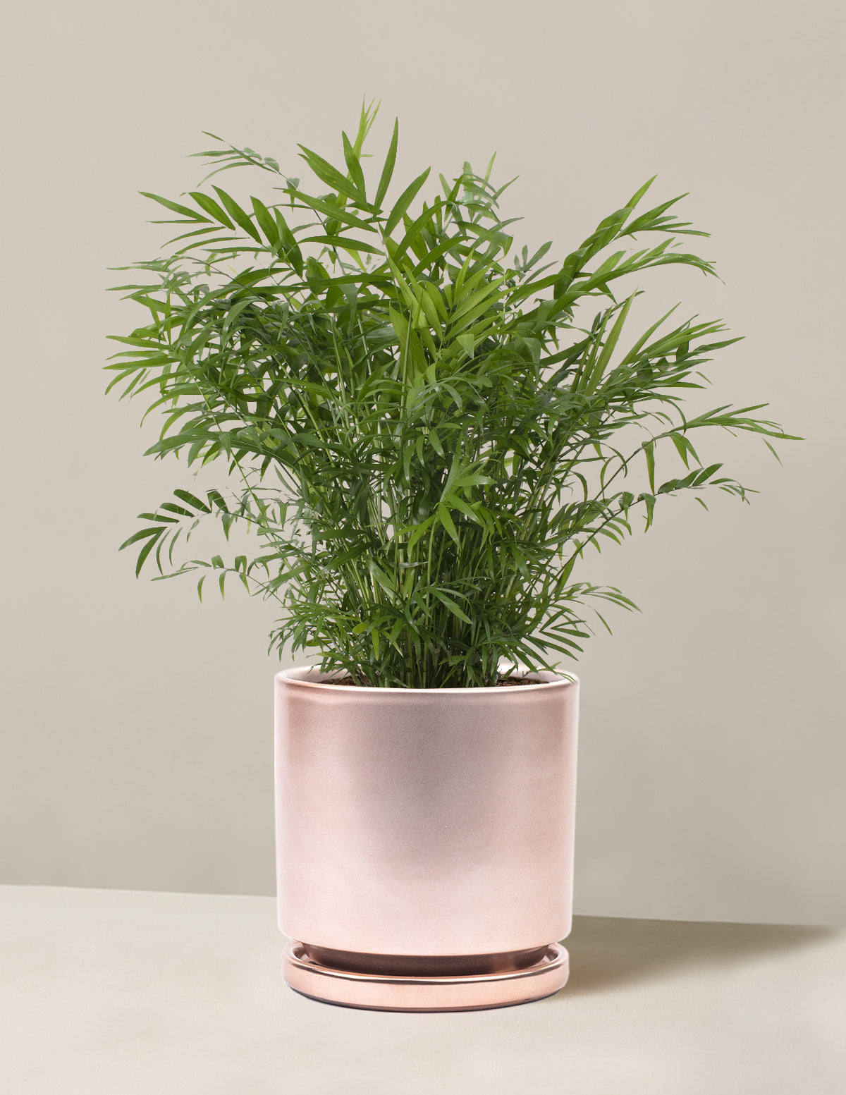 bundle | Medium | Isabella | Rose Gold