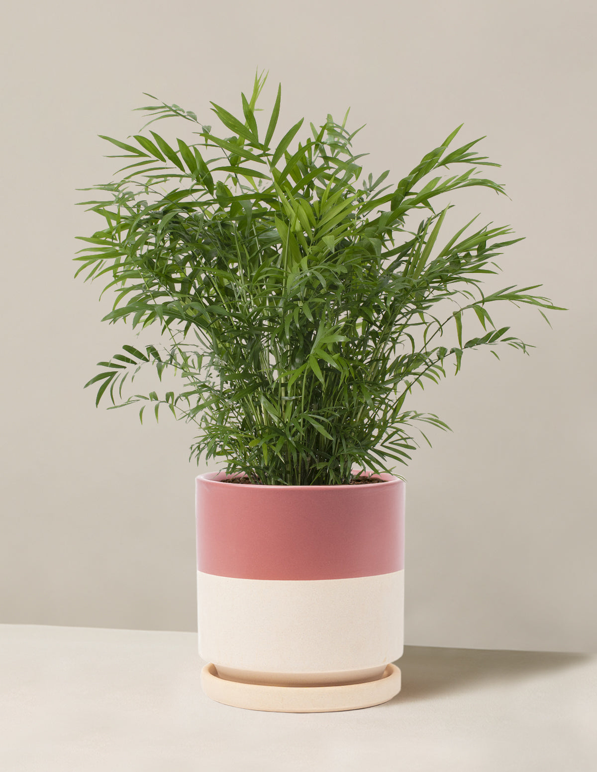 bundle | Medium | Isabella | Half Dusty Rose