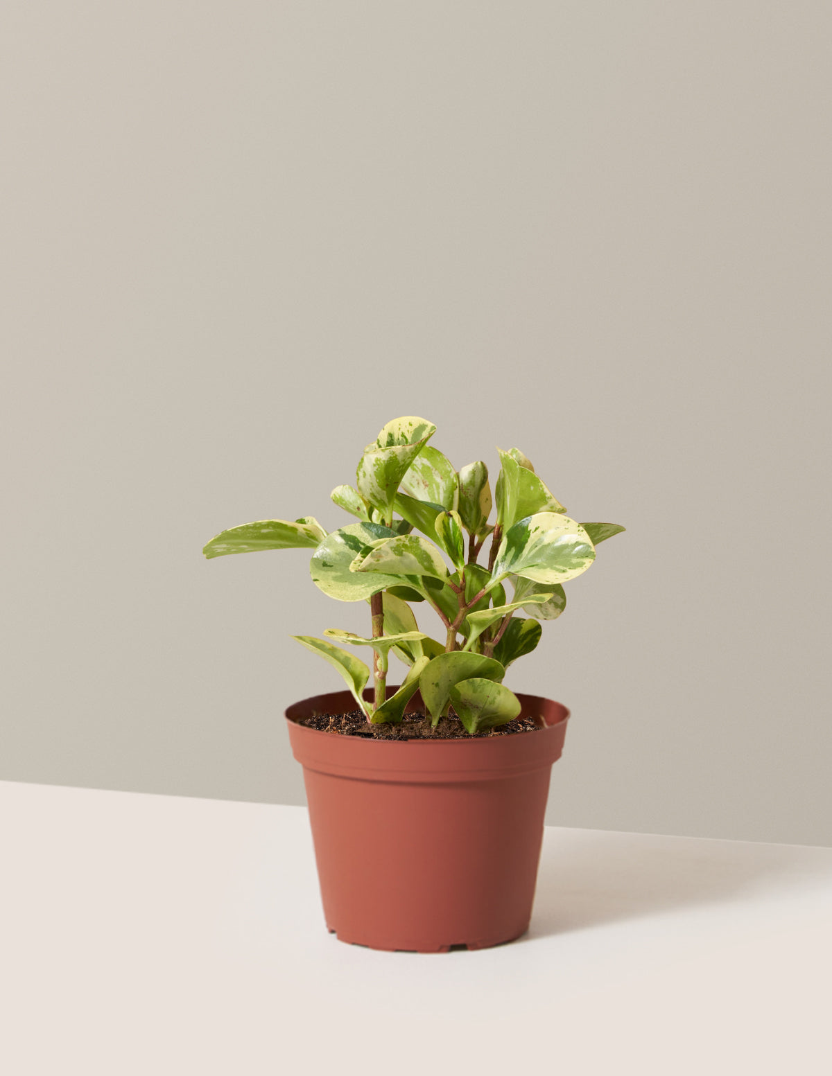 bundle | Medium | Grow Pot