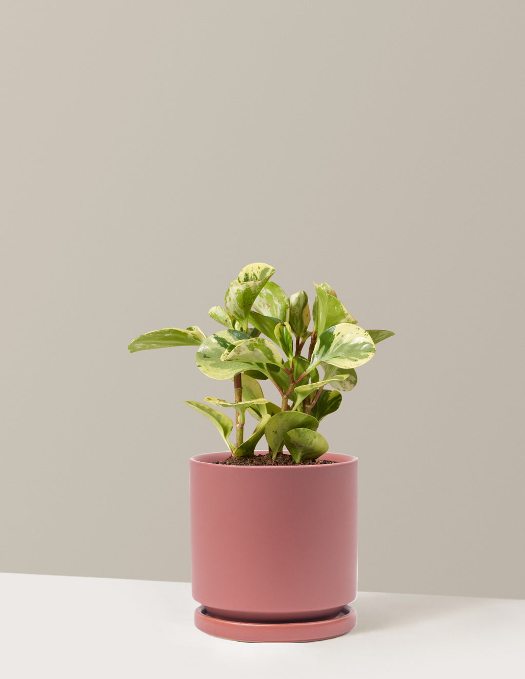 bundle | Medium | Isabella | Dusty Rose