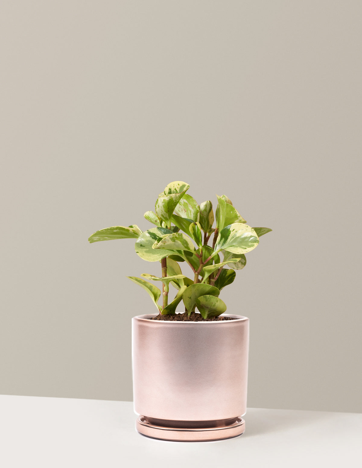bundle | Medium | Isabella | Rose Gold