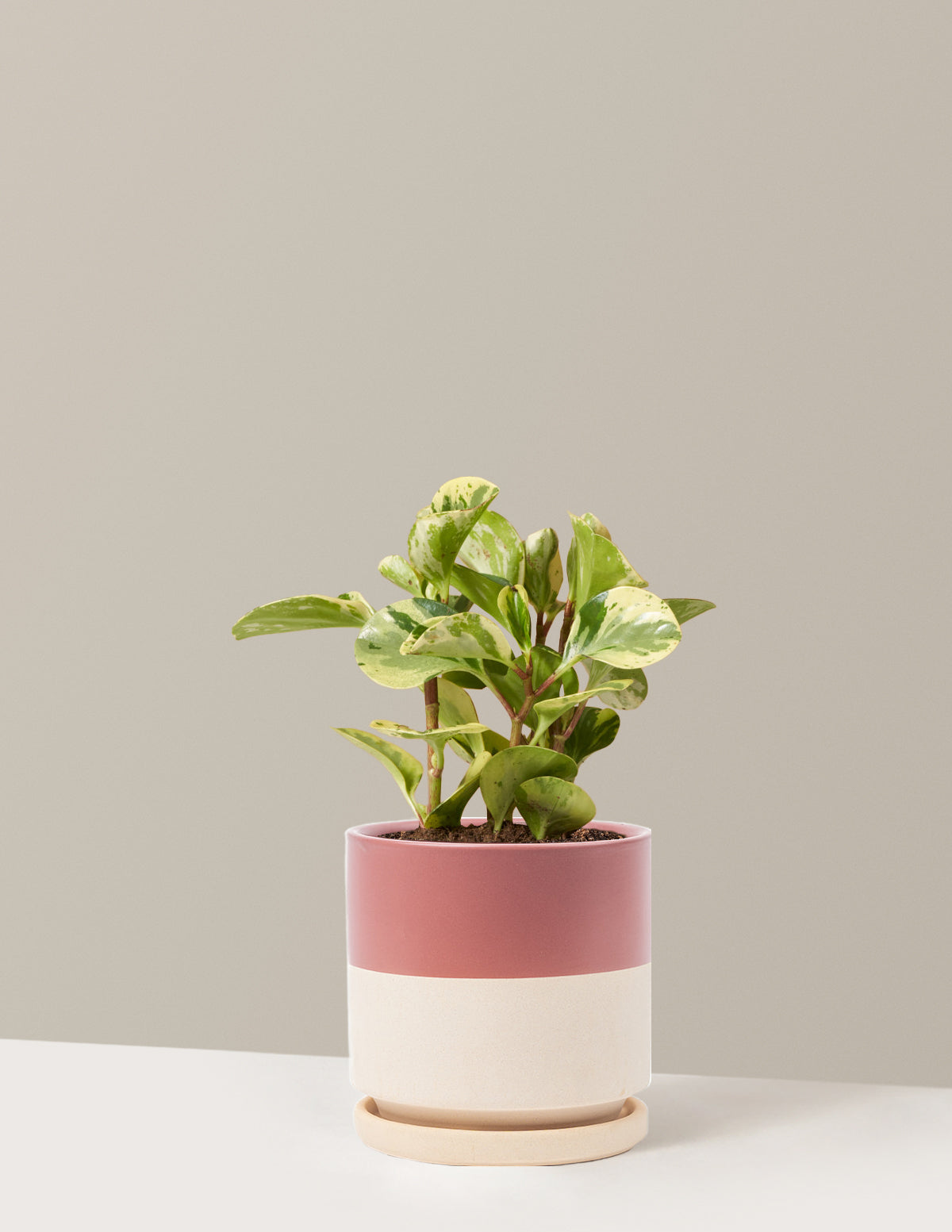 bundle | Medium | Isabella | Top Half Dusty Rose
