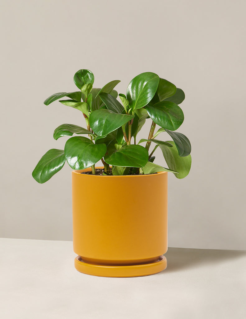 How to care for a Baby Rubber Plant