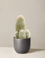 bundle | Medium | Grant | Black