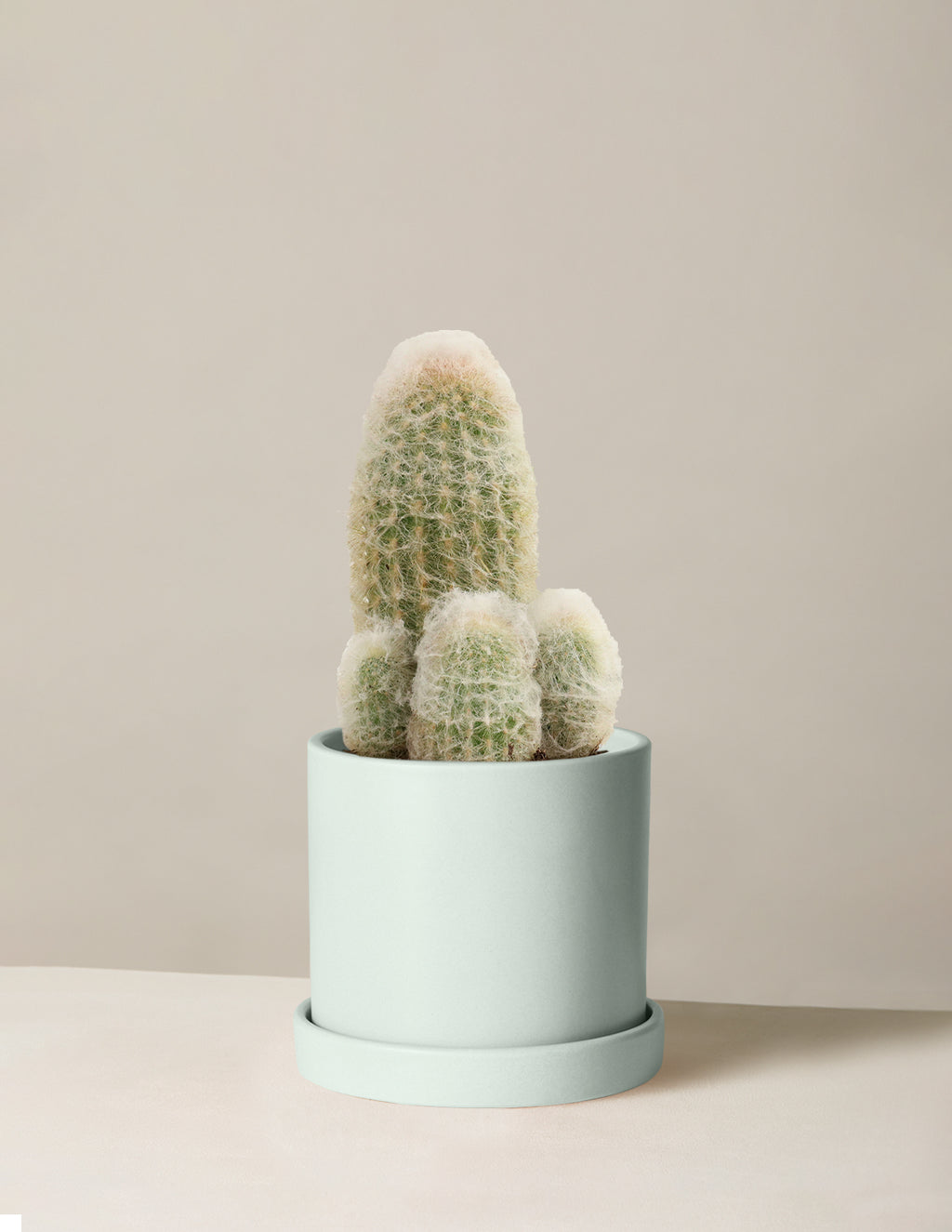 Old Man Cactus