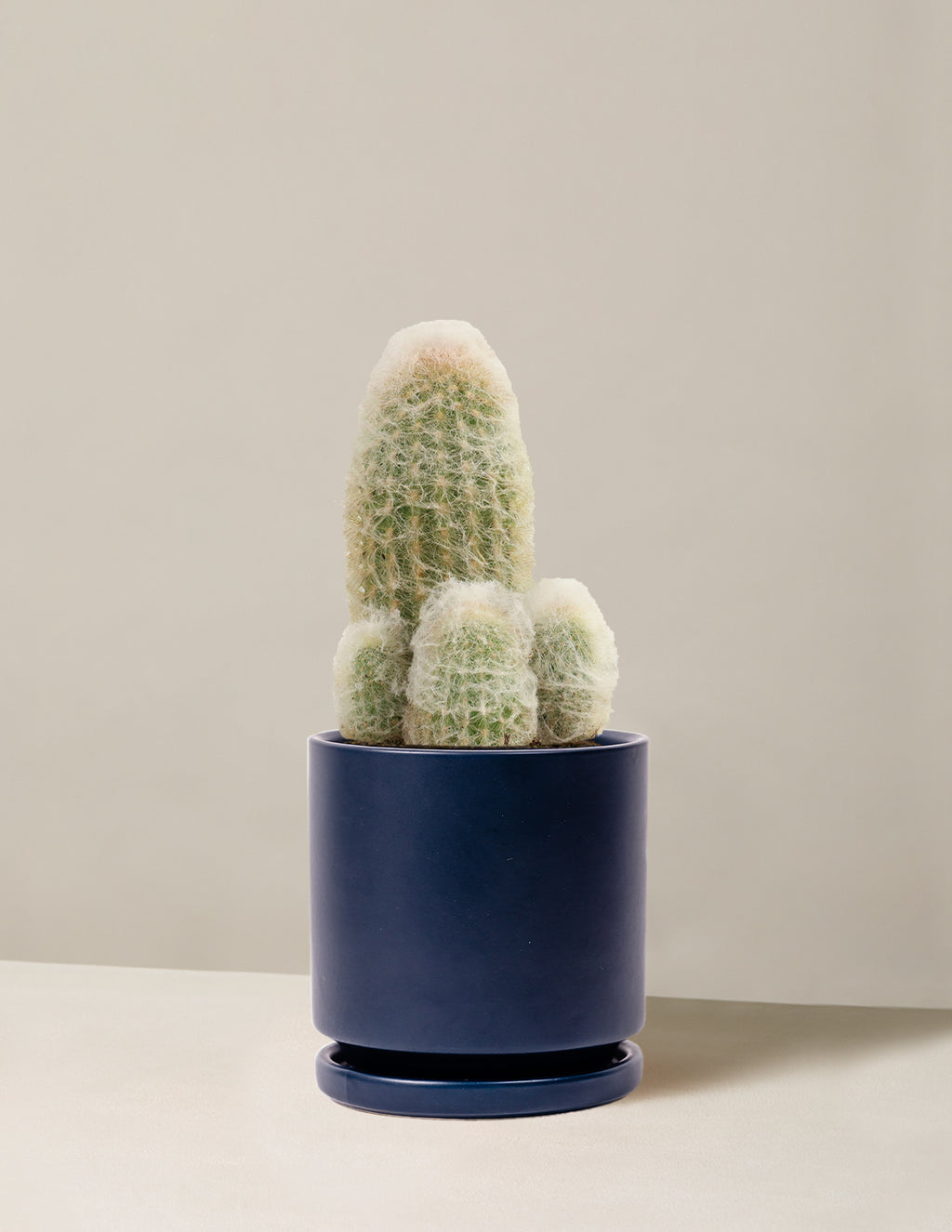 Old Man Cactus