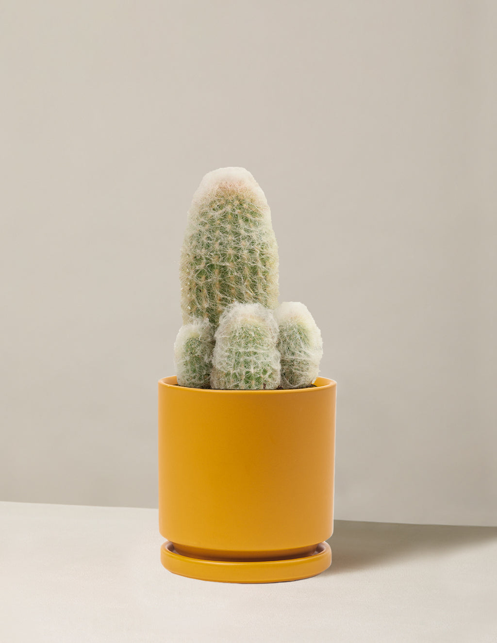 Old Man Cactus