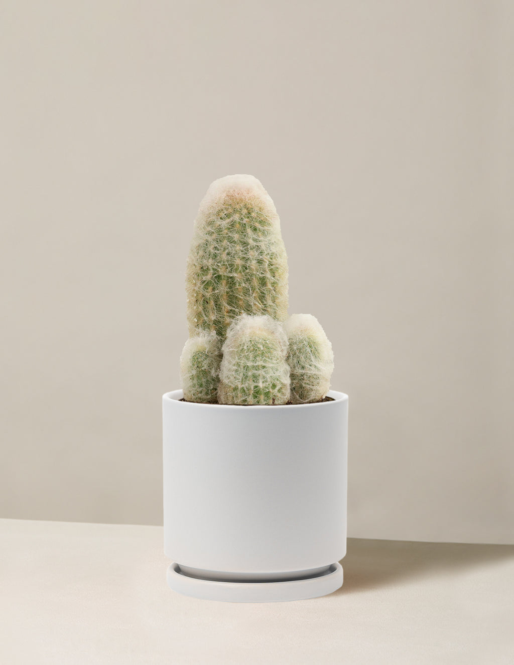 Old Man Cactus