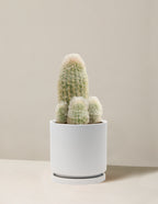 Old Man Cactus