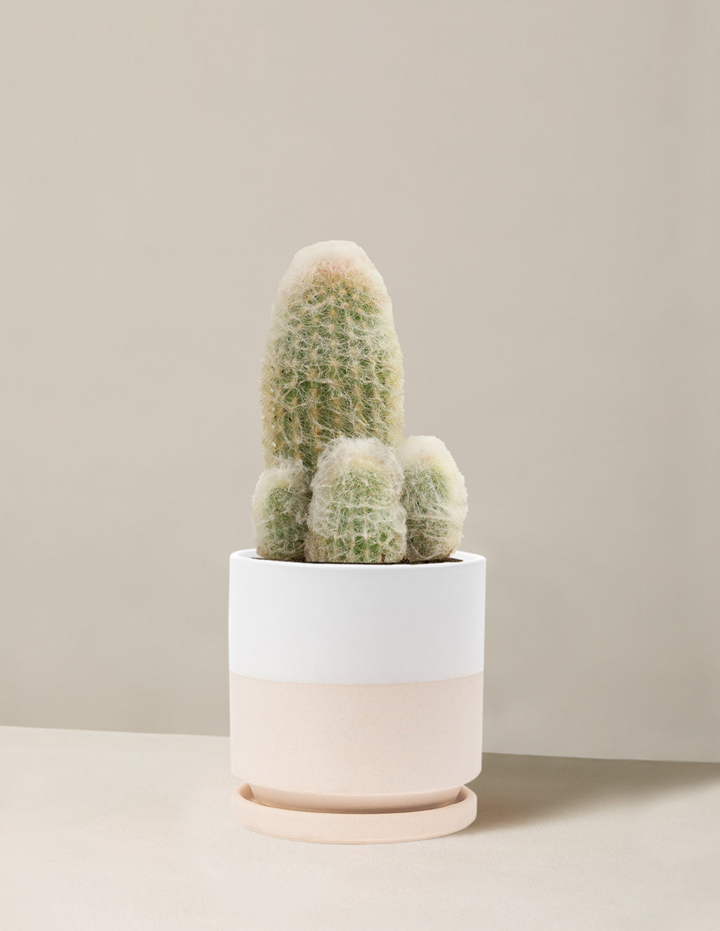 Old Man Cactus