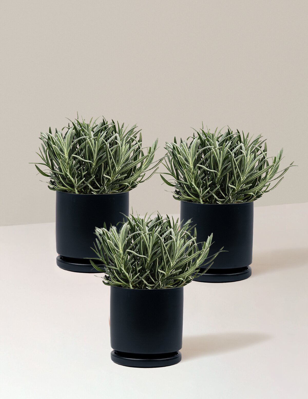 Phenomenal™ Lavender Plant