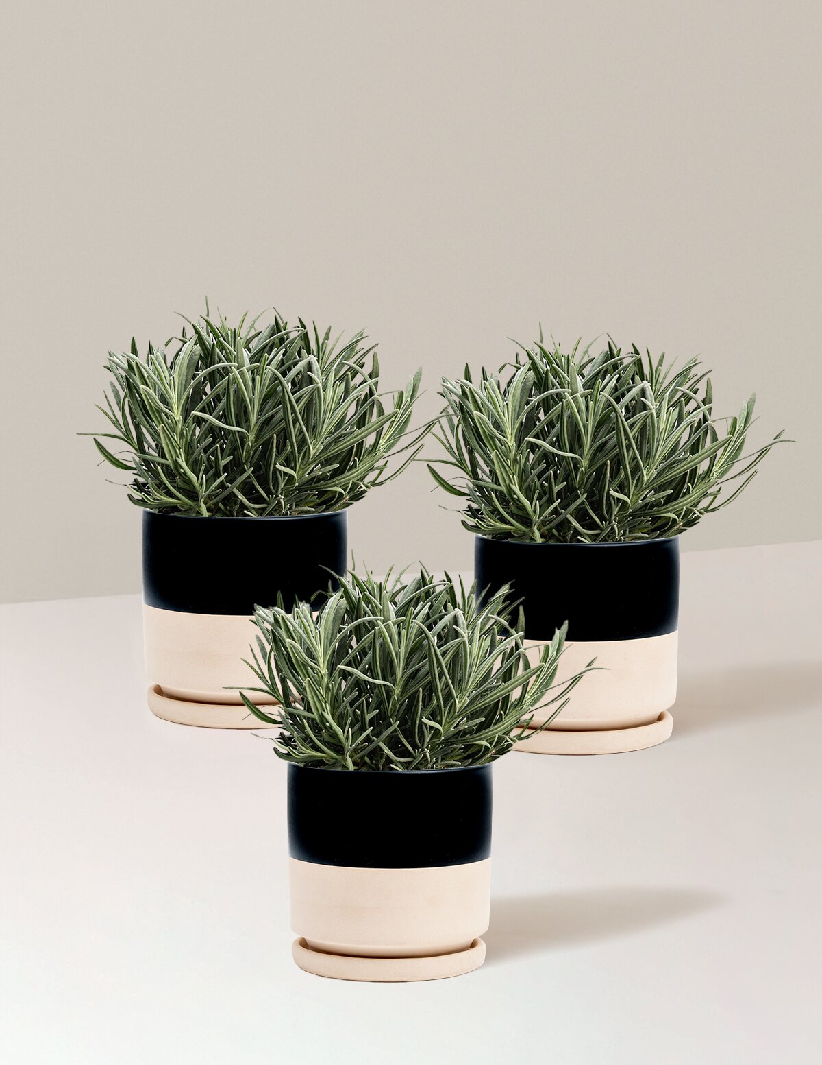 Phenomenal™ Lavender Plant