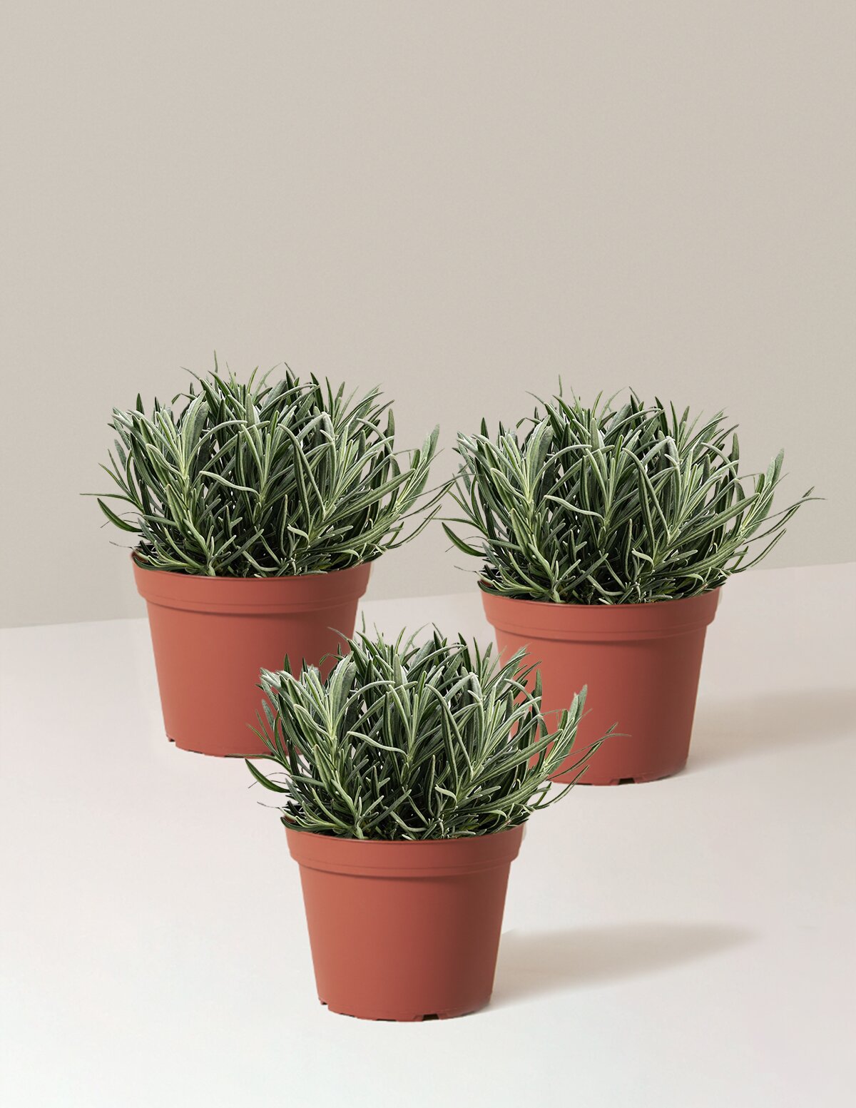 Phenomenal™ Lavender Plant