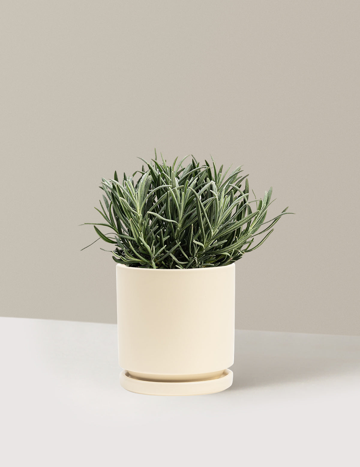 bundle | 1 Gallon | Isabella | Almond
