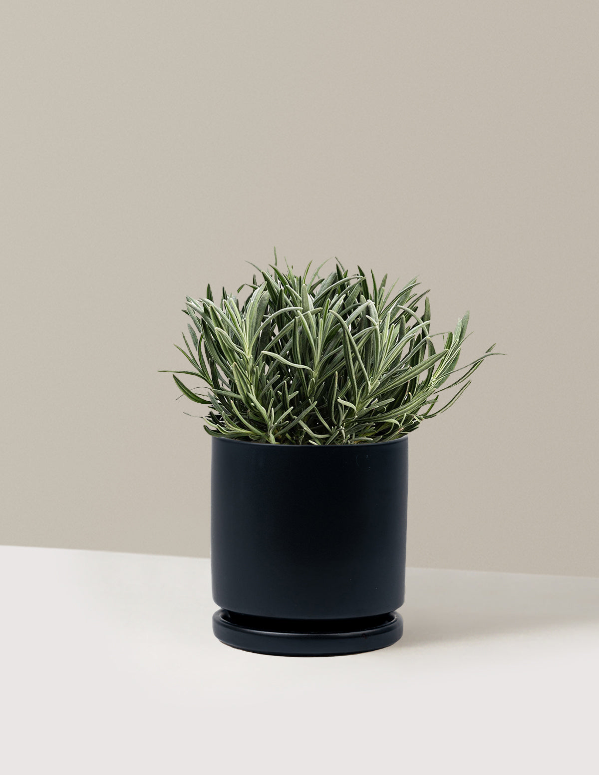 Phenomenal™ Lavender Plant