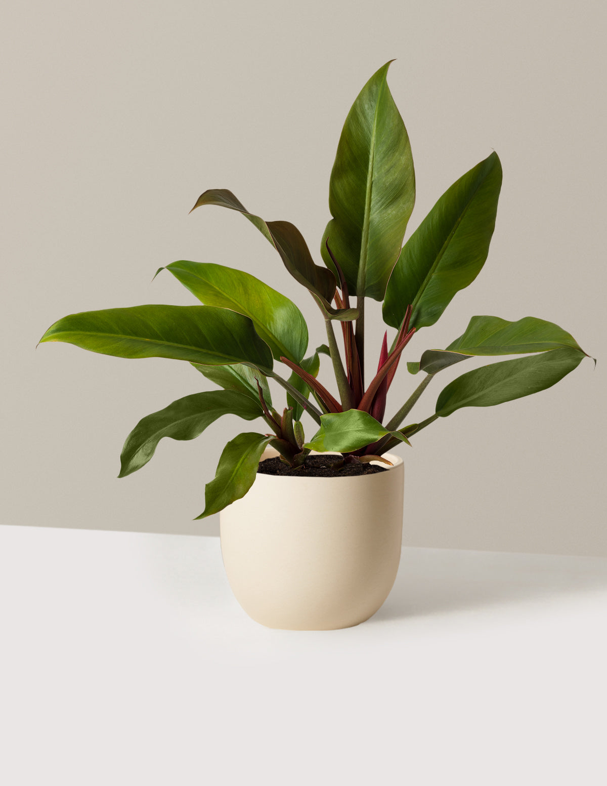 files/the-sill_Medium-Philodendron-Autumn_Medium_Grant_Cream_Variant.jpg