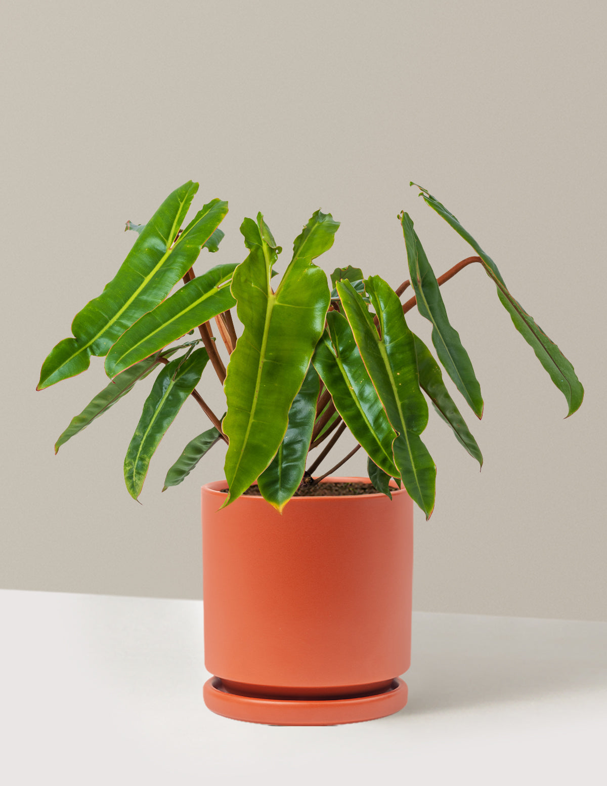 files/the-sill_Medium-Philodendron-Billietiae_Medium_Isabella_Rust_Variant.jpg