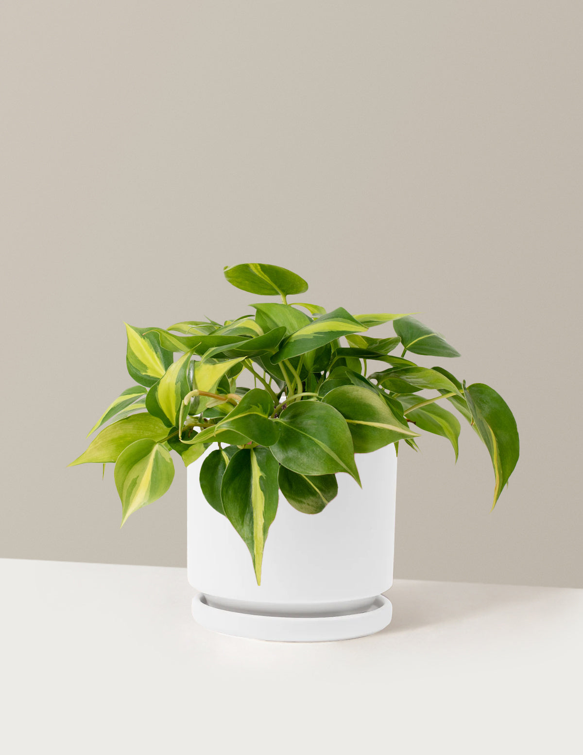files/the-sill_Medium-Philodendron-Brasil_Medium_Isabella_White_Variant.jpg