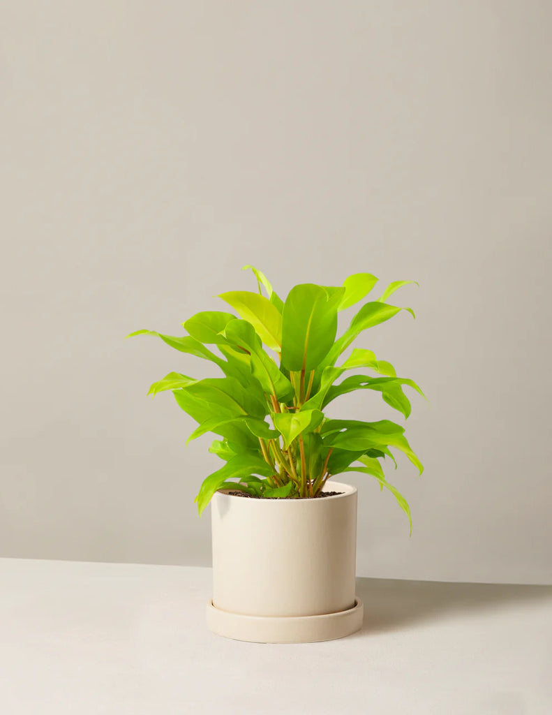 How to care for a Philodendron Ceylon Beauty