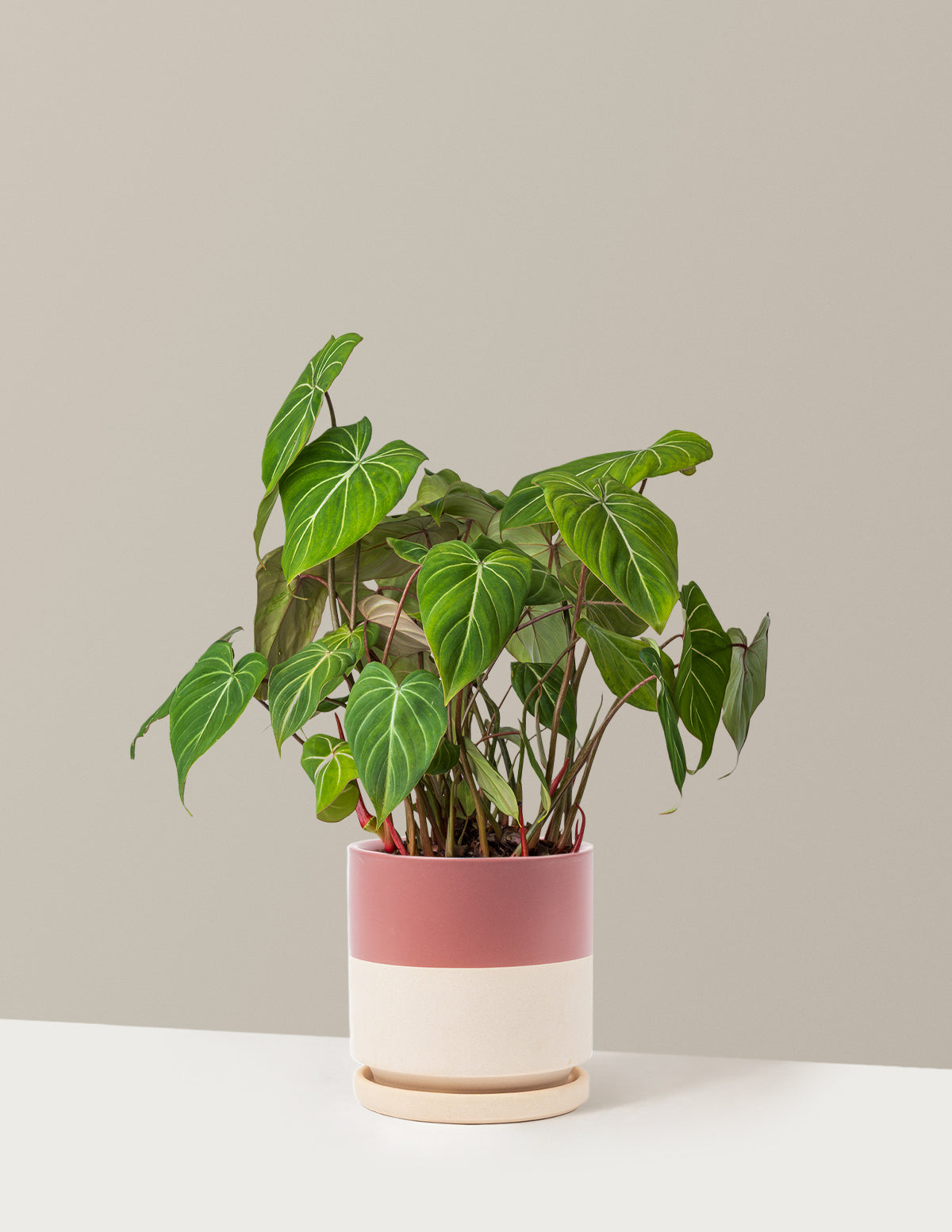 bundle | Medium | Isabella | Top Half Dusty Rose