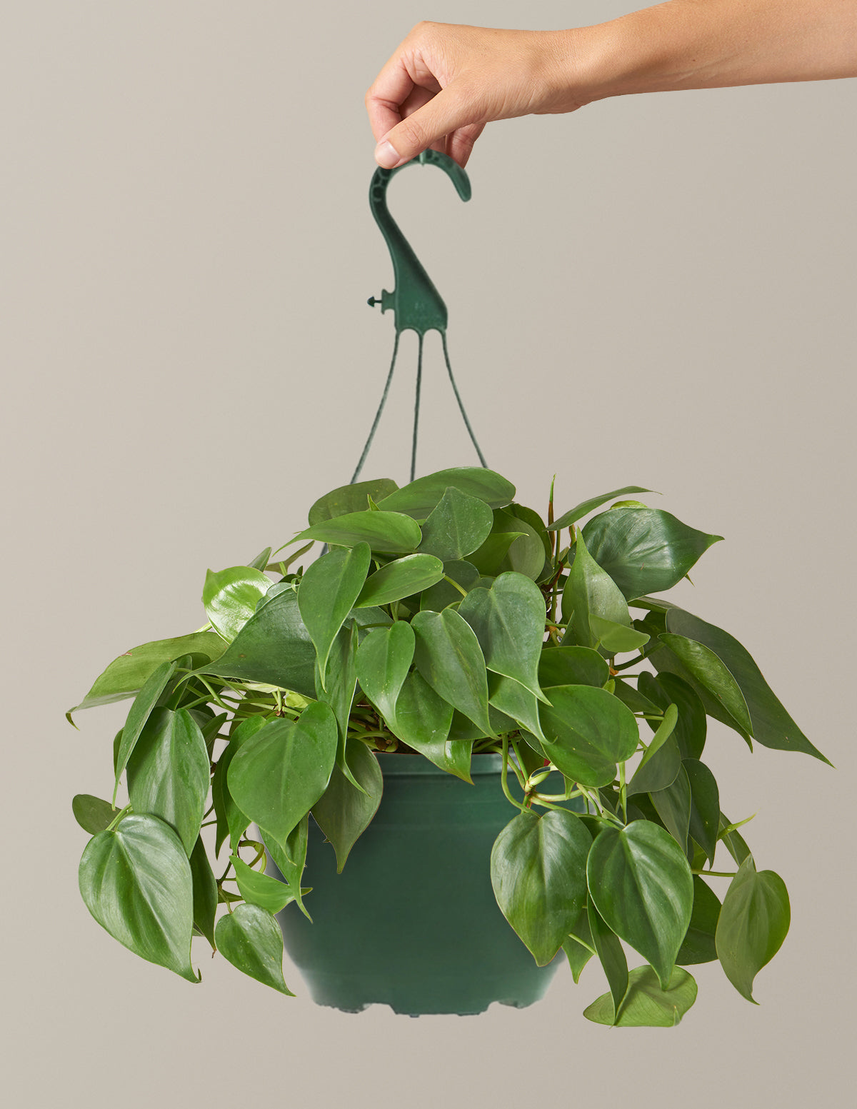 files/the-sill_Medium-Philodendron-Green_Medium_Grow-Pot_Hanging-Basket_Variant.jpg