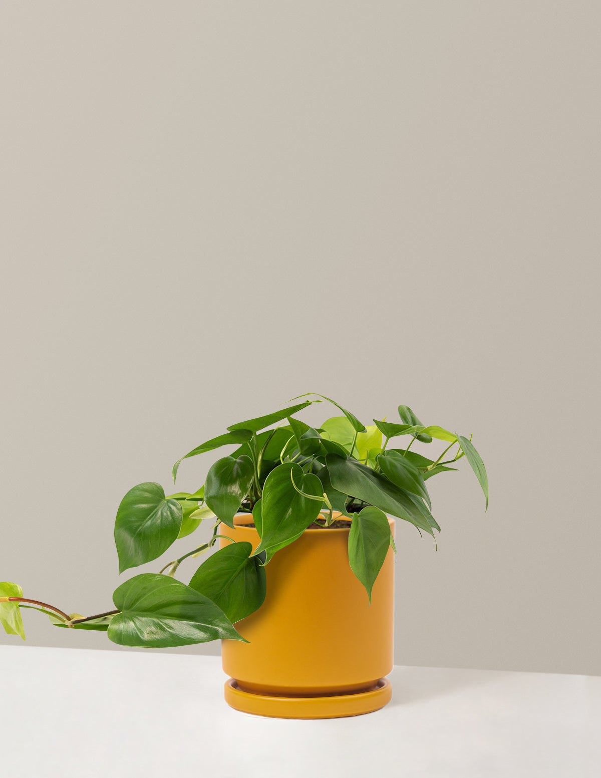 bundle | Medium | Isabella | Mustard