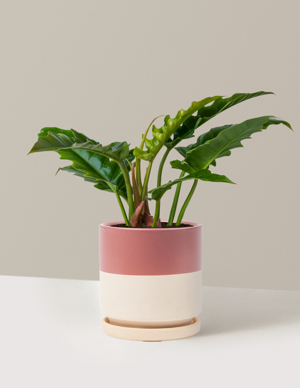 files/the-sill_Medium-Philodendron-Jungle-Boogie_Medium_Isabella_Top-Half-Dusty-Rose_Variant.jpg