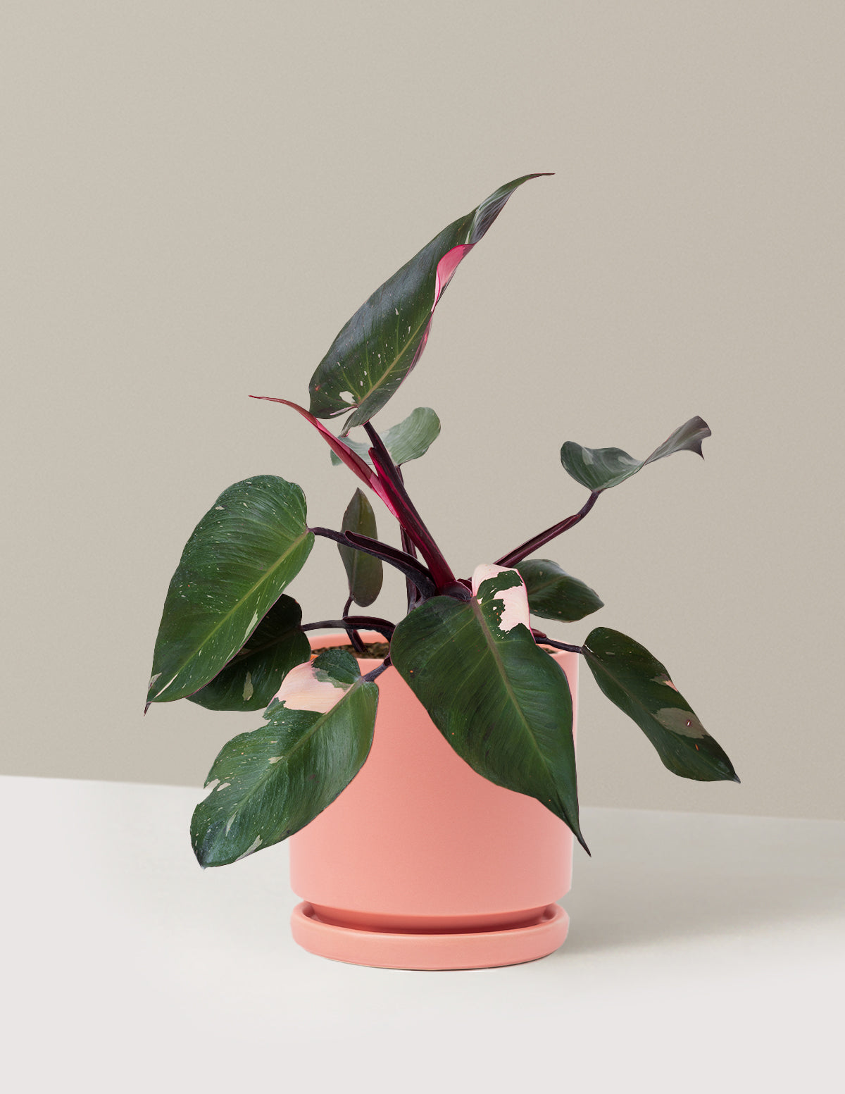 files/the-sill_Medium-Philodendron-Pink-Princess_Medium_Isabella_Bubblegum_Variant.jpg
