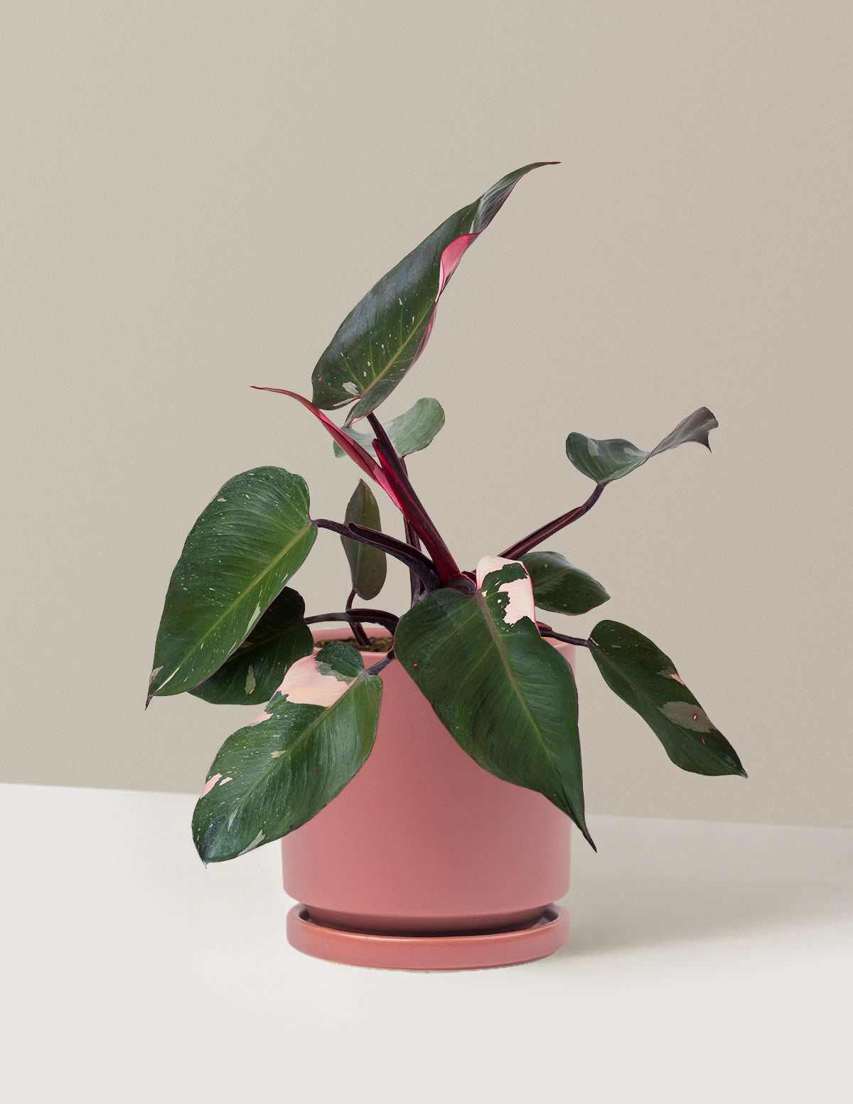 bundle | Medium | Isabella | Dusty Rose