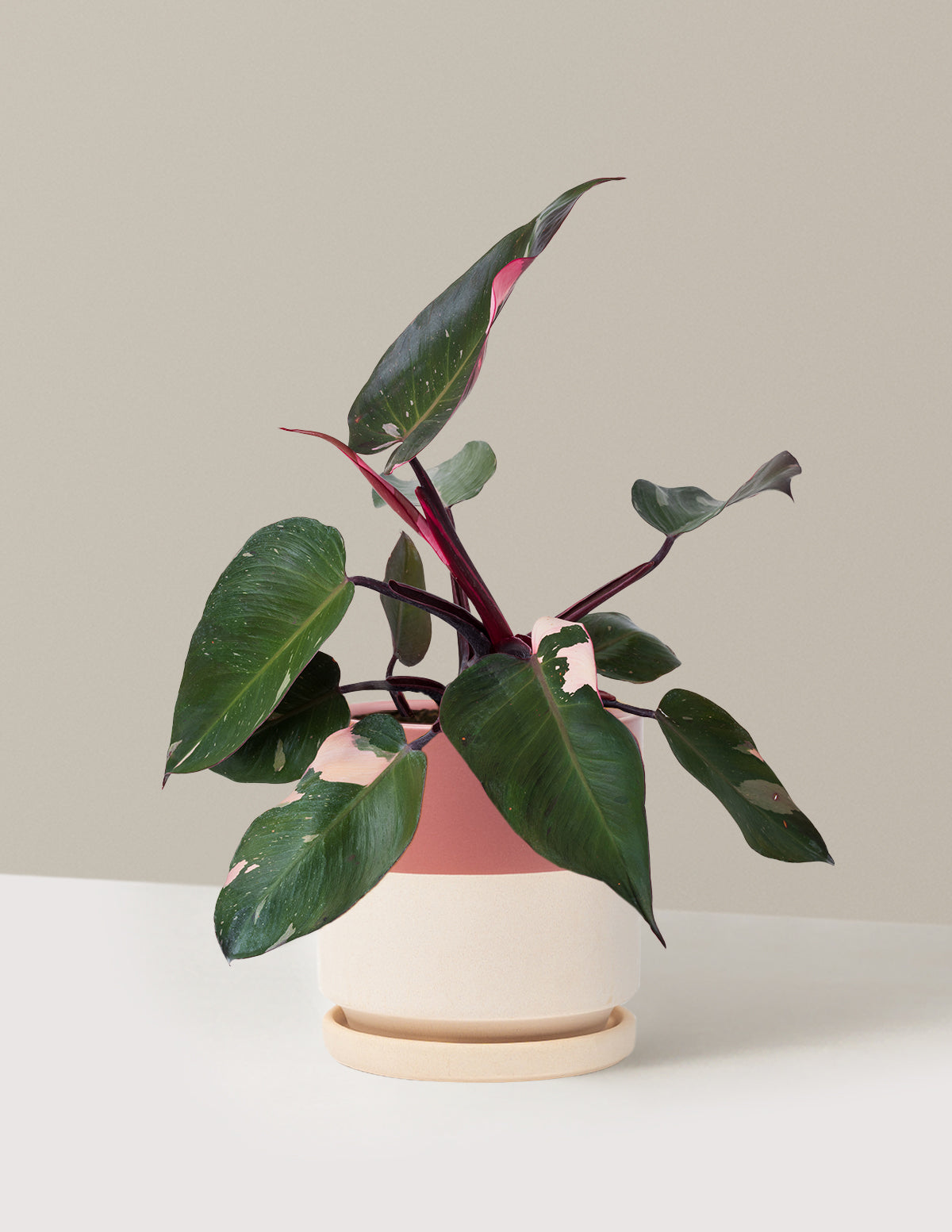 bundle | Medium | Isabella | Top Half Dusty Rose