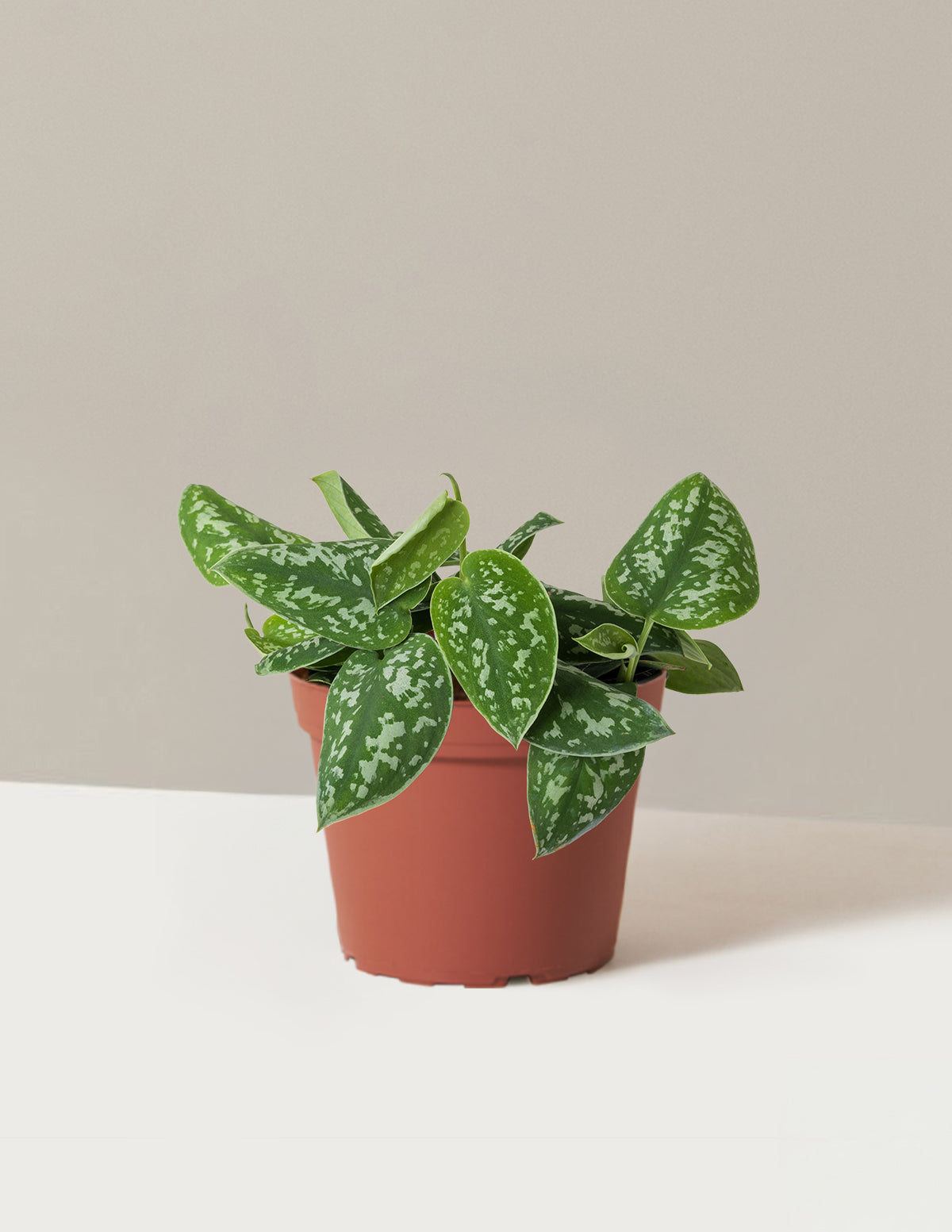 bundle | Medium | Grow Pot