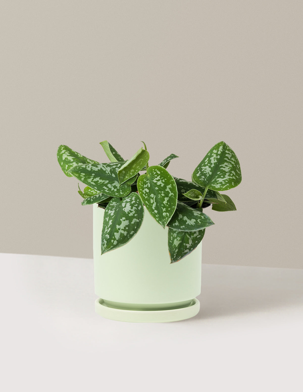 files/the-sill_Medium-Philodendron-Silver_Medium_Isabella_Sage_Variant.jpg
